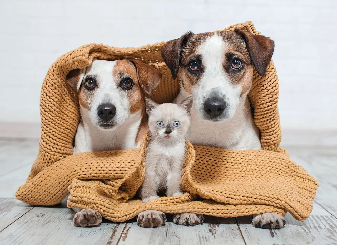 proteger-mascota-del-frio