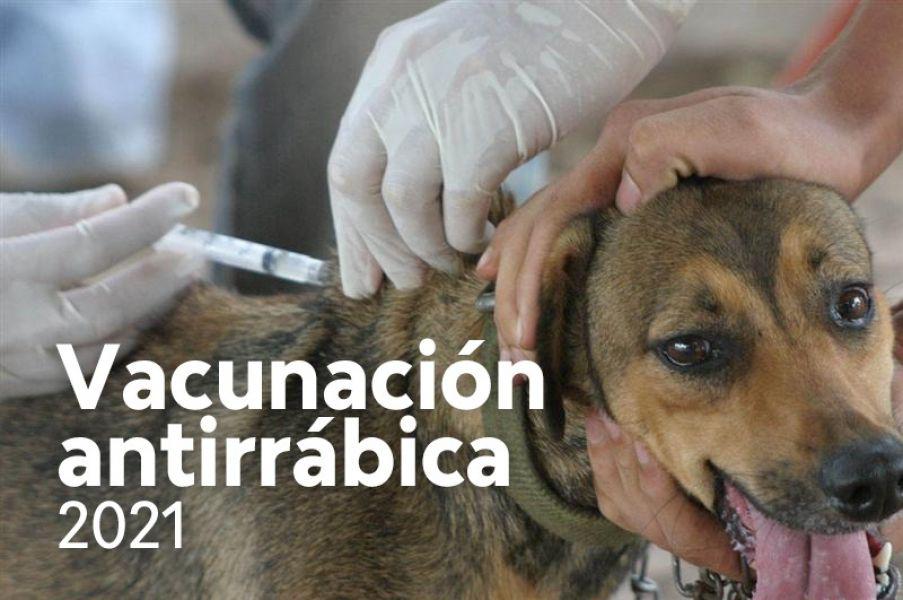 74576-comienza-la-campania-de-vacunacion-antirrabica-para-perros-y-gatos