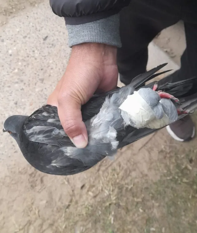 paloma-marihuana-corondajpg