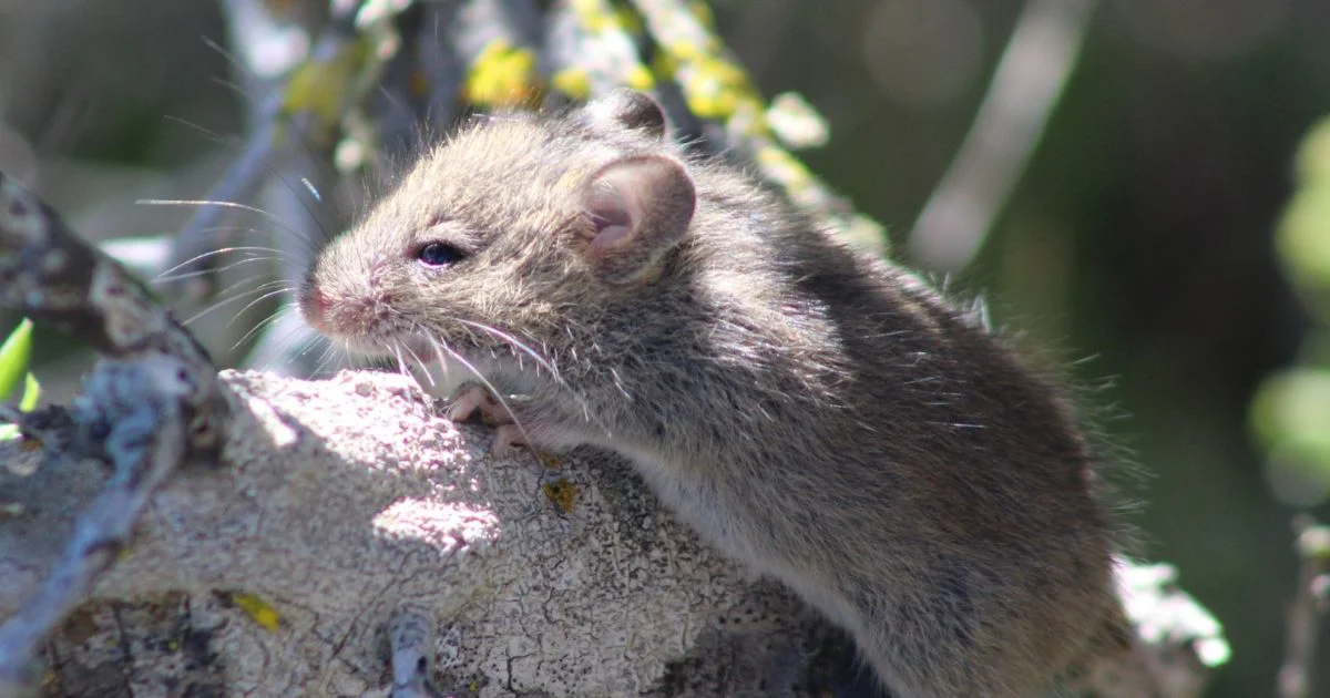 Long-tailed-Pygmy-Rice-Rat-Oligoryzomys-longicaudatus-iNaturalist-franciscoriquelme