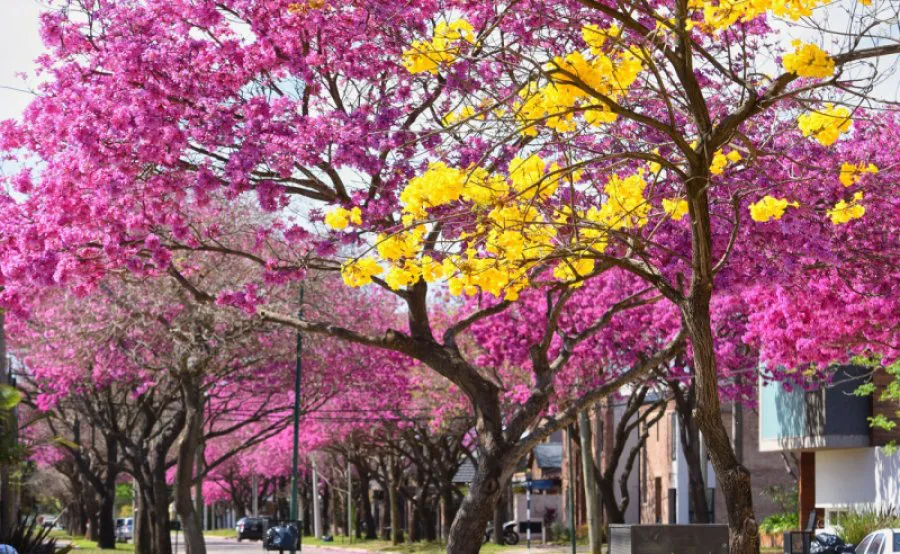 e_r3075c332iy2n9v4_arboles