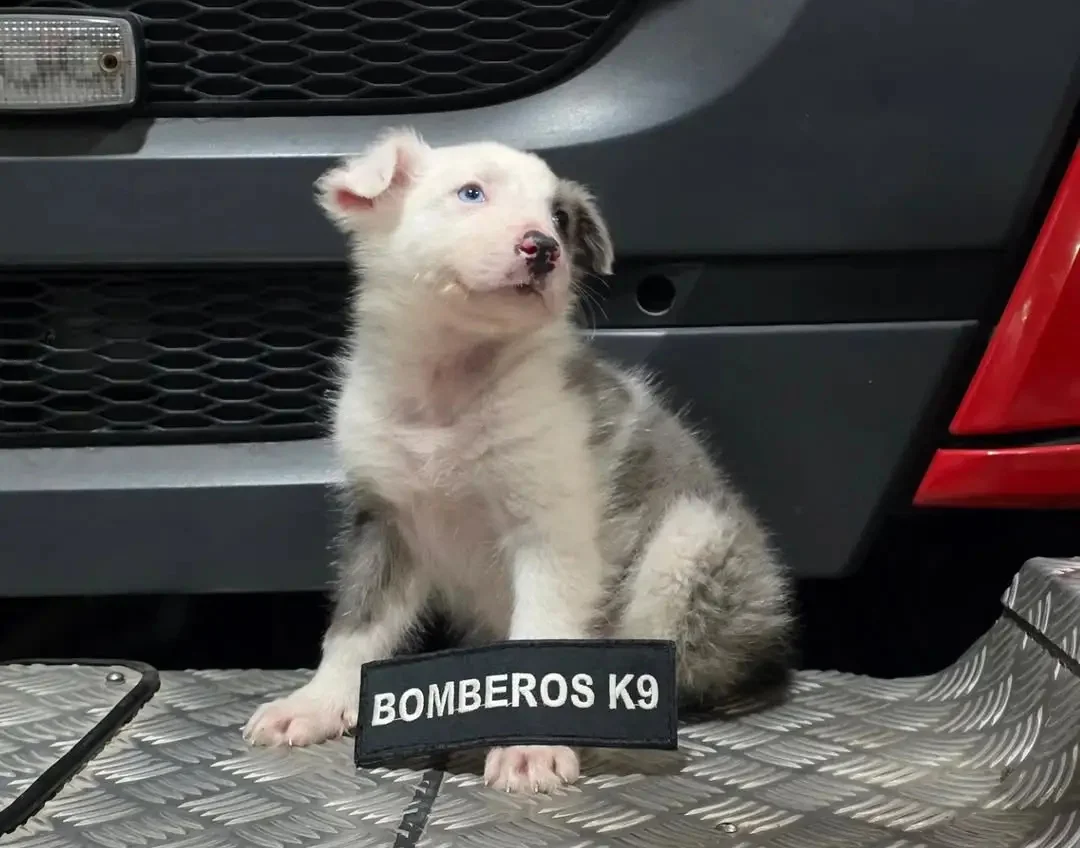Rocco