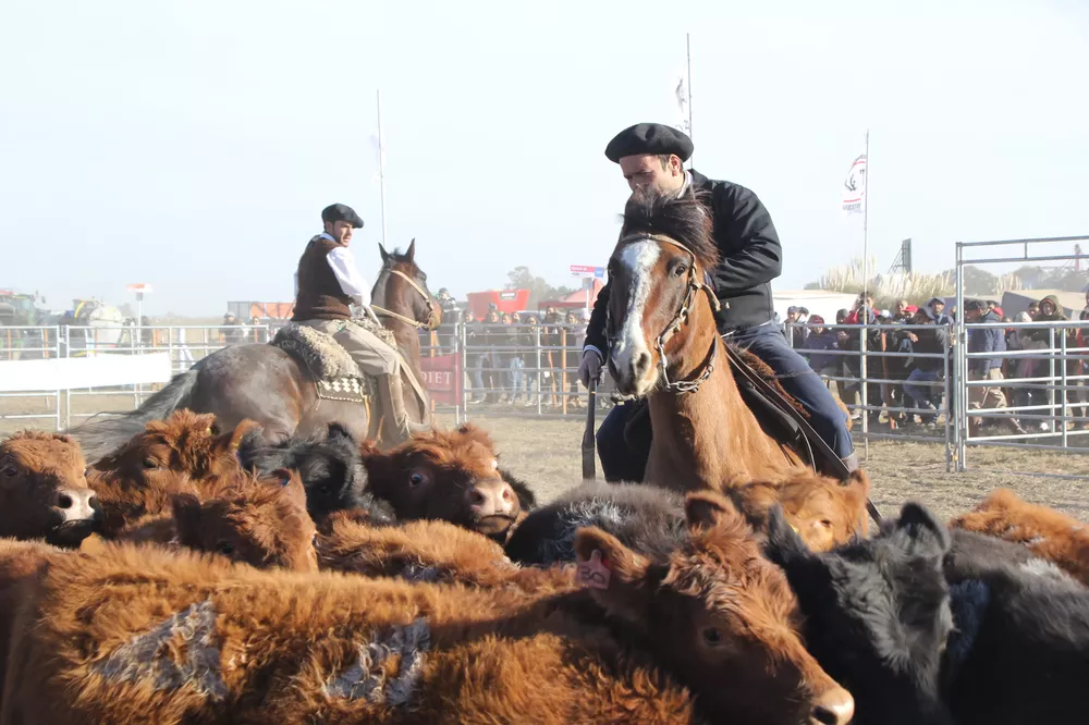 Caballos Criollos